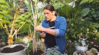 Engrosar tallo dracena