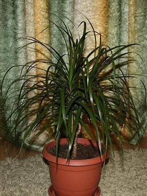 Dracena marginata pierde hojas