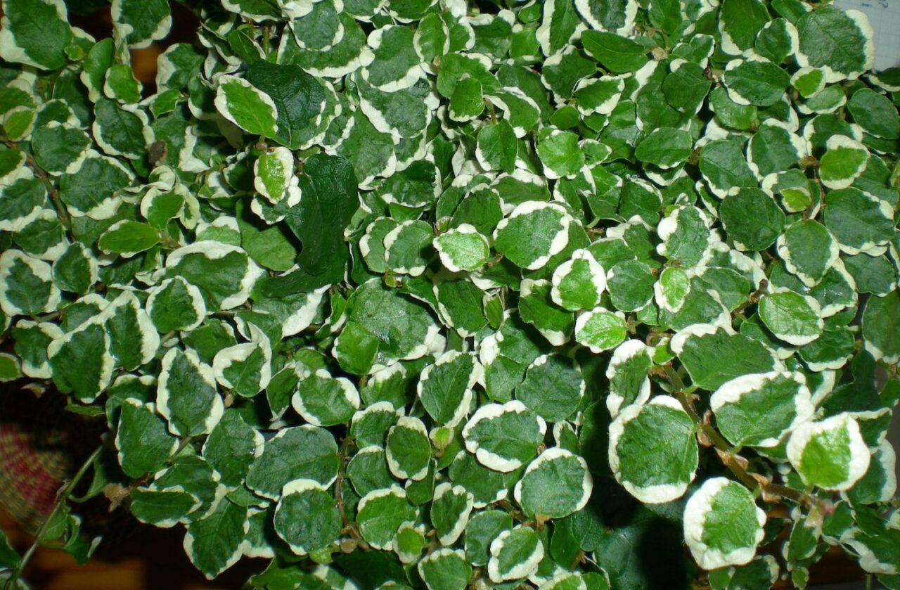 Ficus pumila beneficios