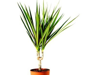 Dracena hojas secas