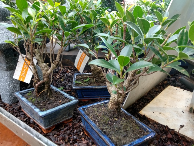 Ficus benjamina hijos