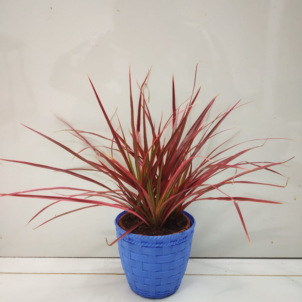 Dracena red star