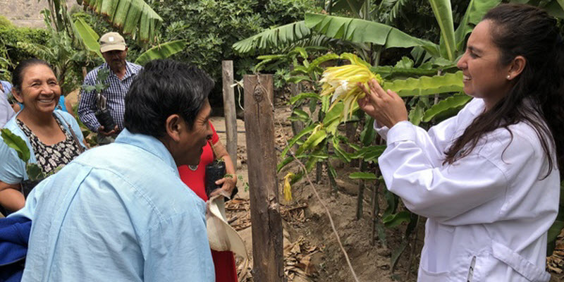 Aloe vera cultivo y comercializacion