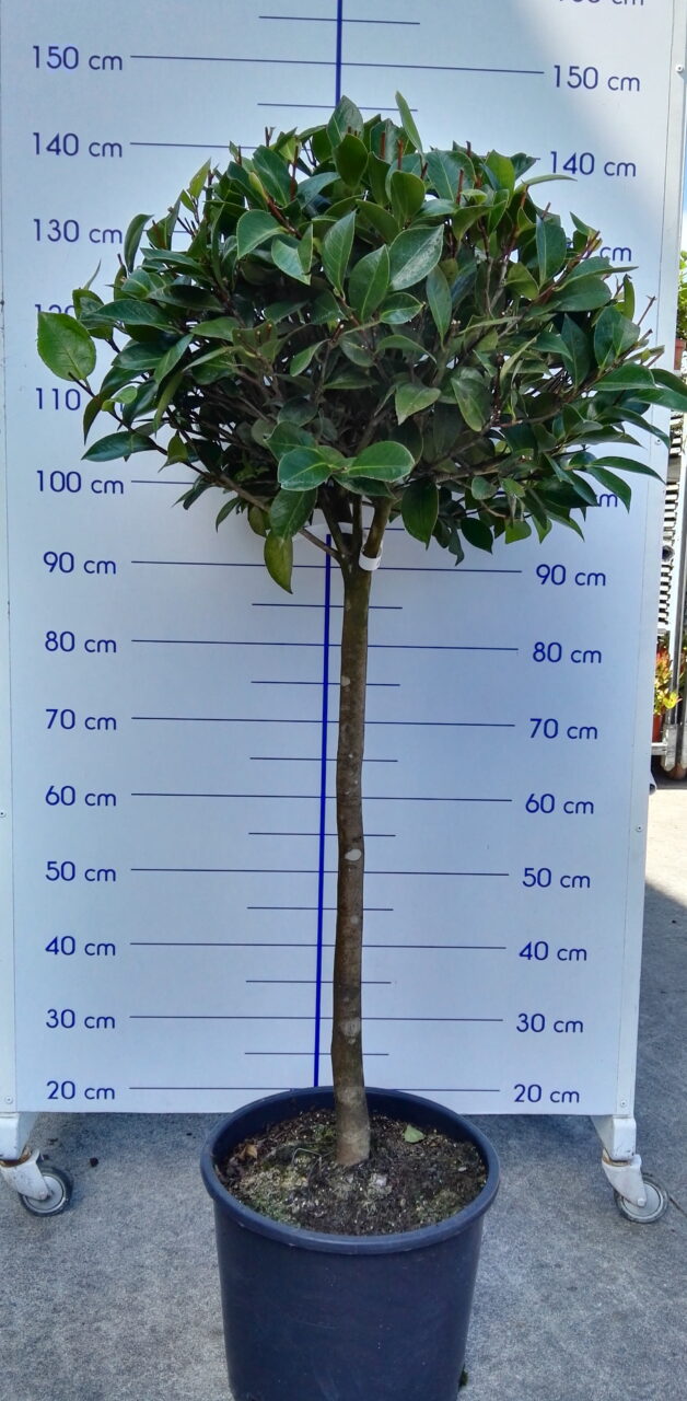 Dracena lemon ruego