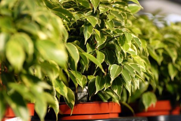 Ficus benjamina propiedades medicinales