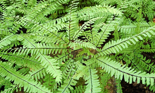 Adiantum pedatum españa