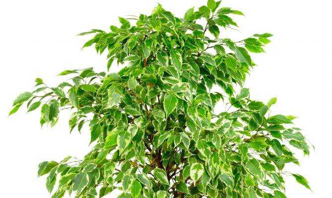 Porque se le caen las hojas al ficus benjamina