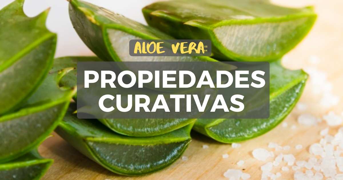 Aloe vera gel propiedades curativas