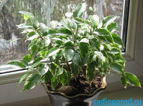 Ficus benjamina se le caen las hojas verdes
