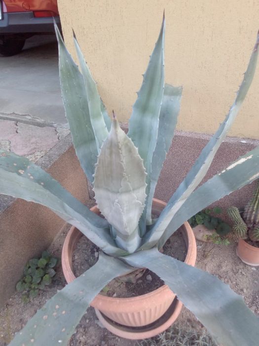 Aloe vera planta pret dedeman