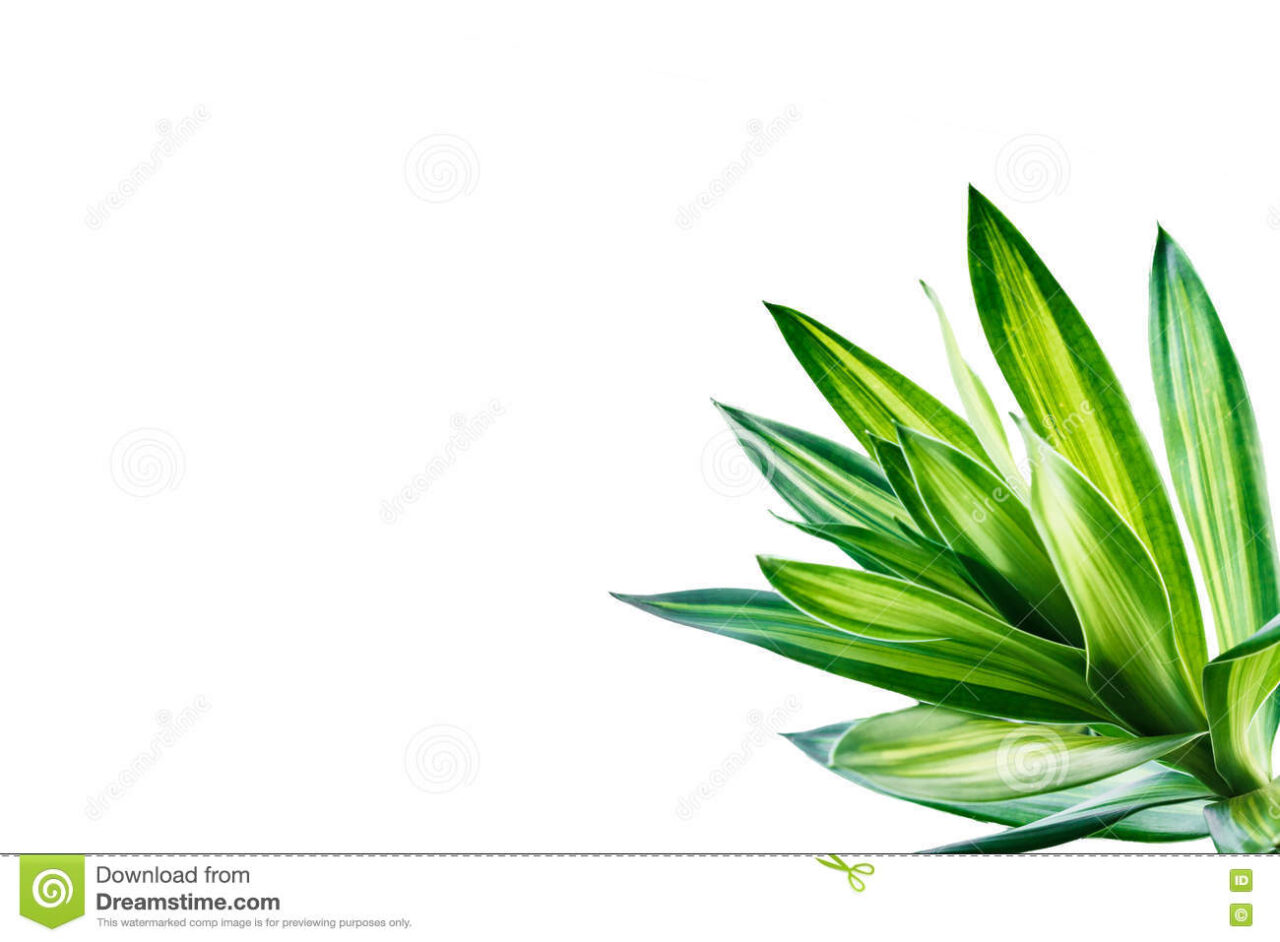 Hoja dracena fondo blanco