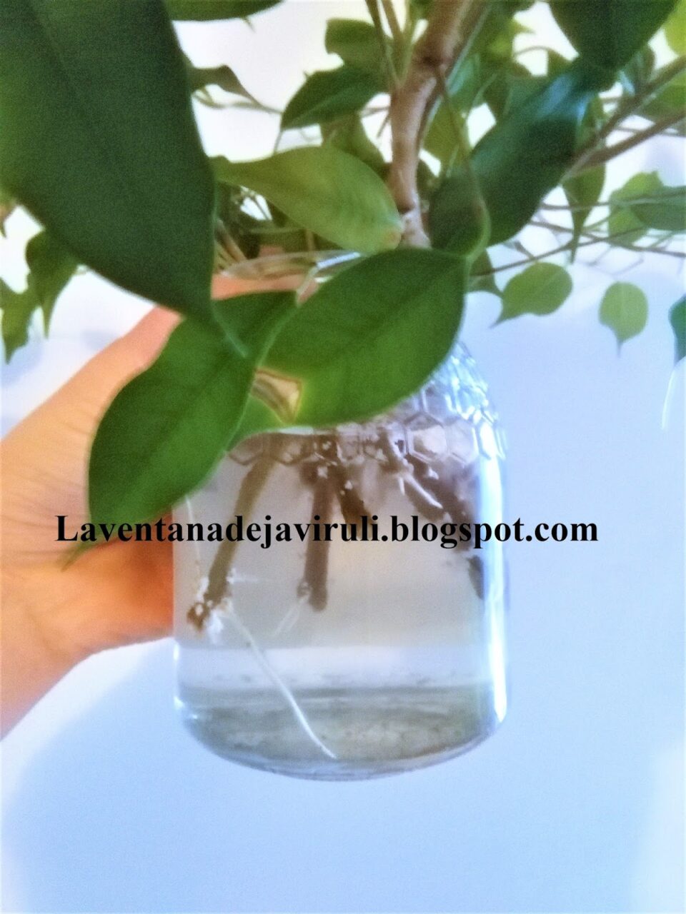 Esqueje de ficus benjamina en agua