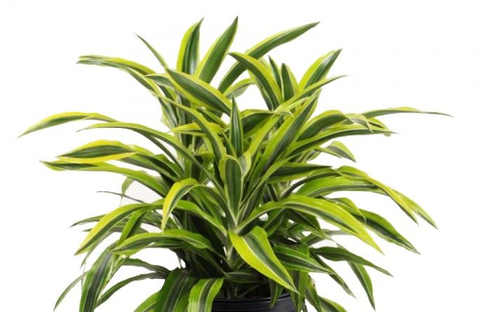 Dracena lemon hojas negras