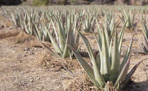 Como se congela el aloe vera