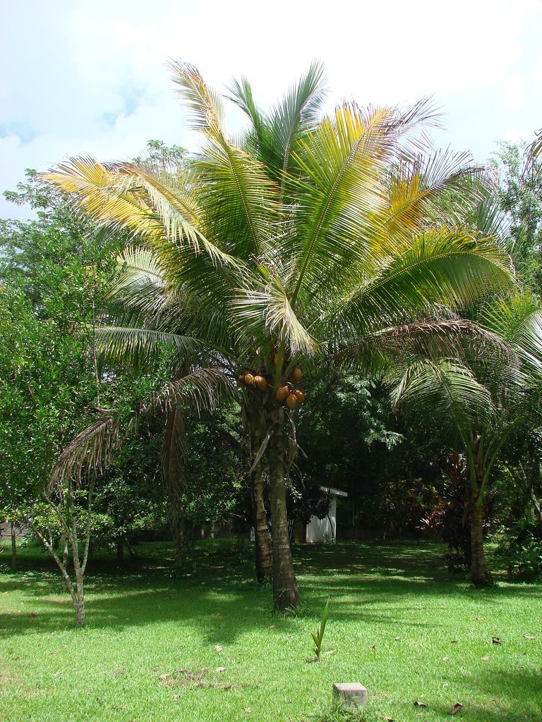 Imagen borde cocotero