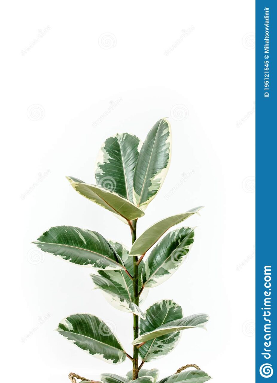 Ficus benjamina blanco
