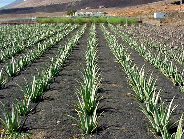 Plantacion aloe vera españa