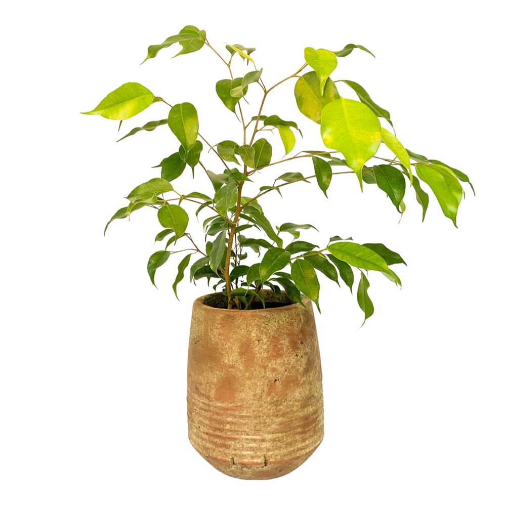 Ficus benjamina descripcion