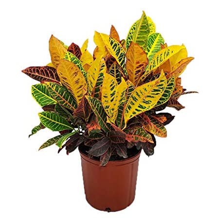 Croton petra no crece