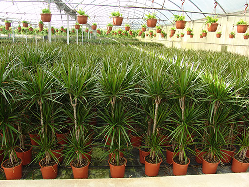 Semillas de dracena