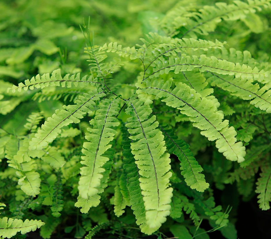 Frecuencia riego adiantum