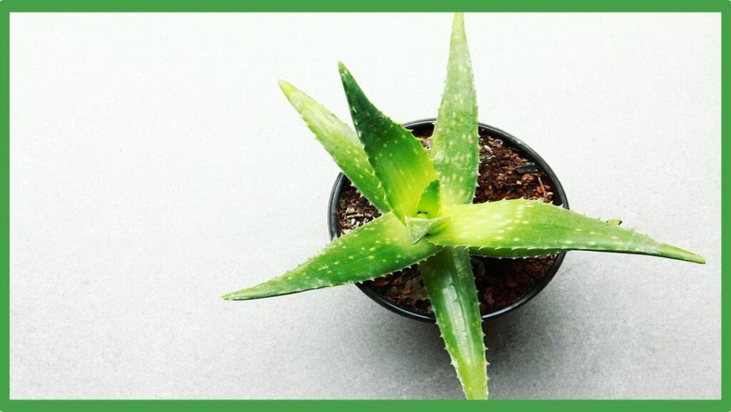 Aloe vera para hemorroides
