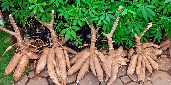Descripcion botanica de la yuca