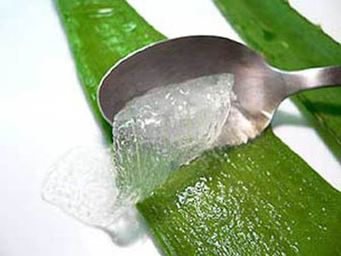 Como extraer el aloe vera y conservarlo