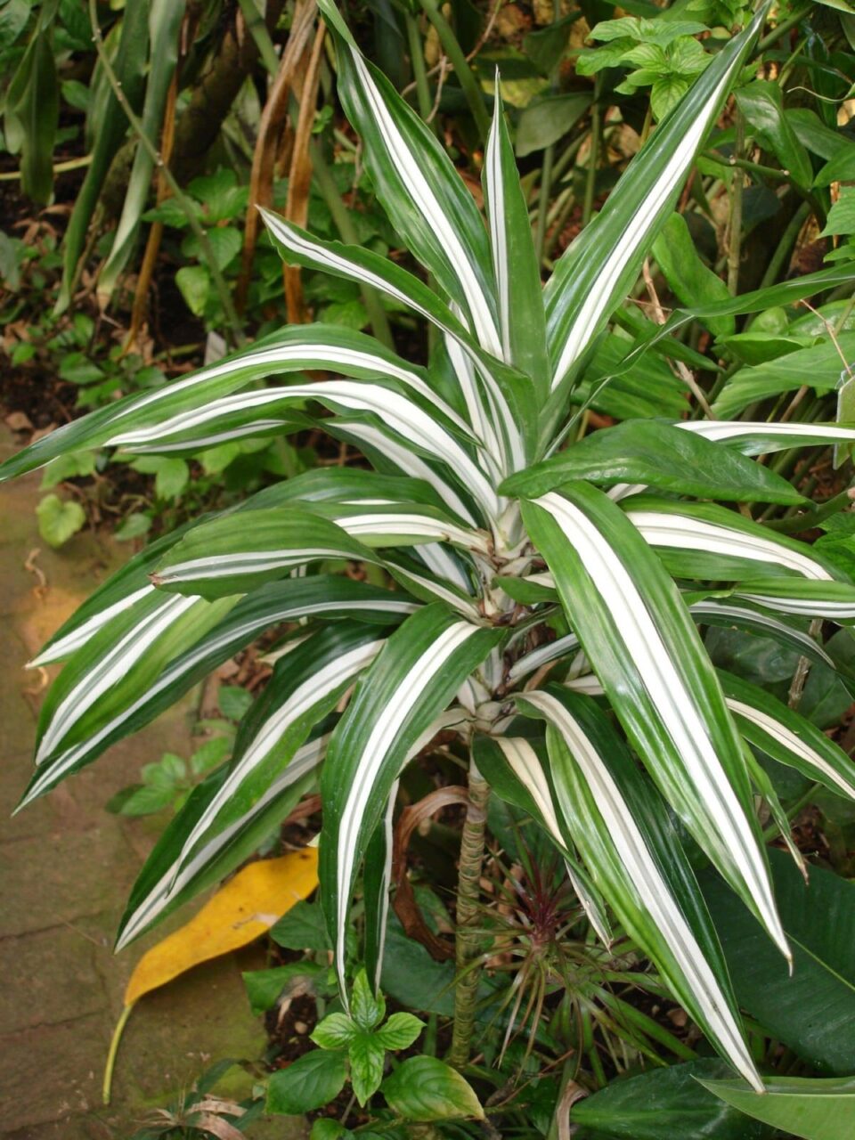 Planta dracena morada