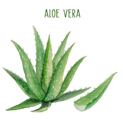 Todas las plantas de aloe vera son medicinales
