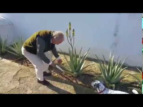 Flor aloe vera cortar