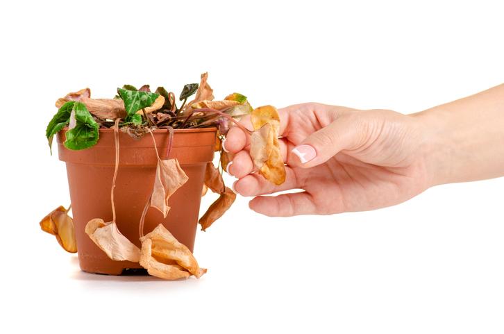 Planta del dinero hojas blandas