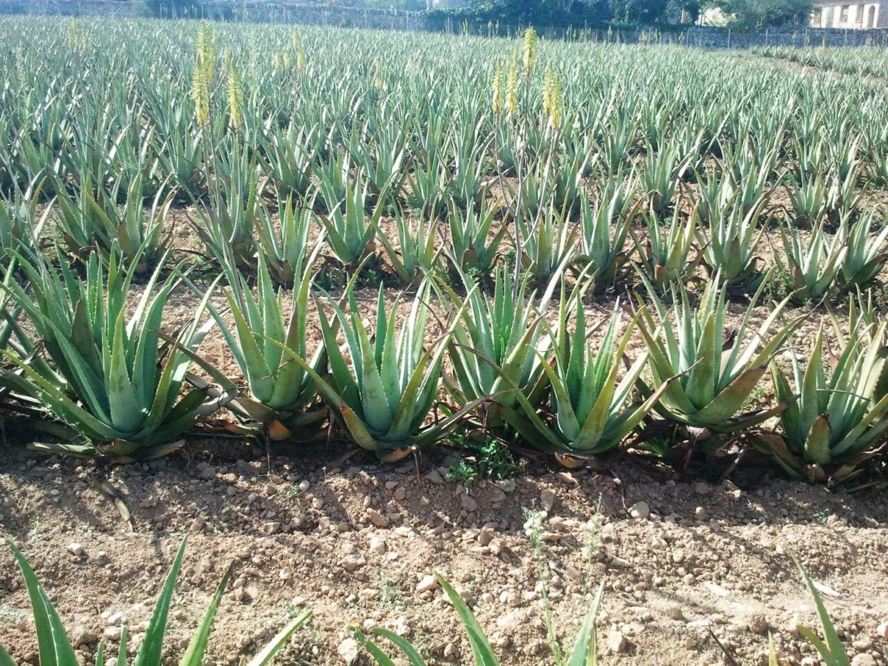 Aloe vera farm mallorca santa margalida