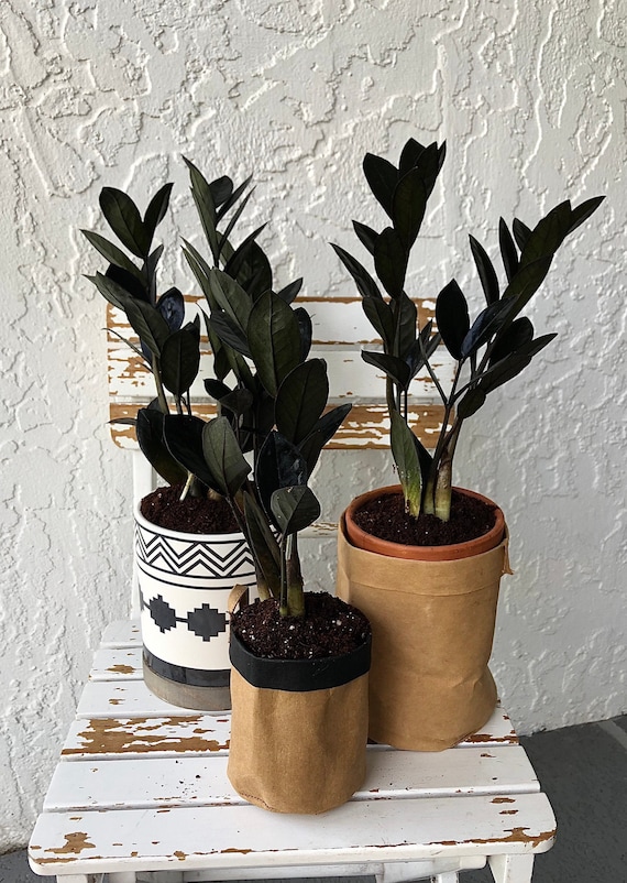 Jardinera con zamioculca