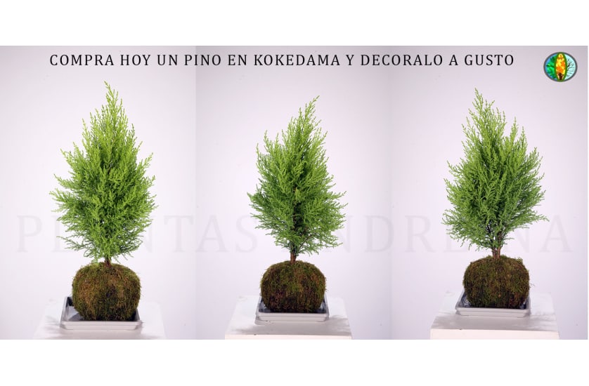 Peperomia smaragd comprar