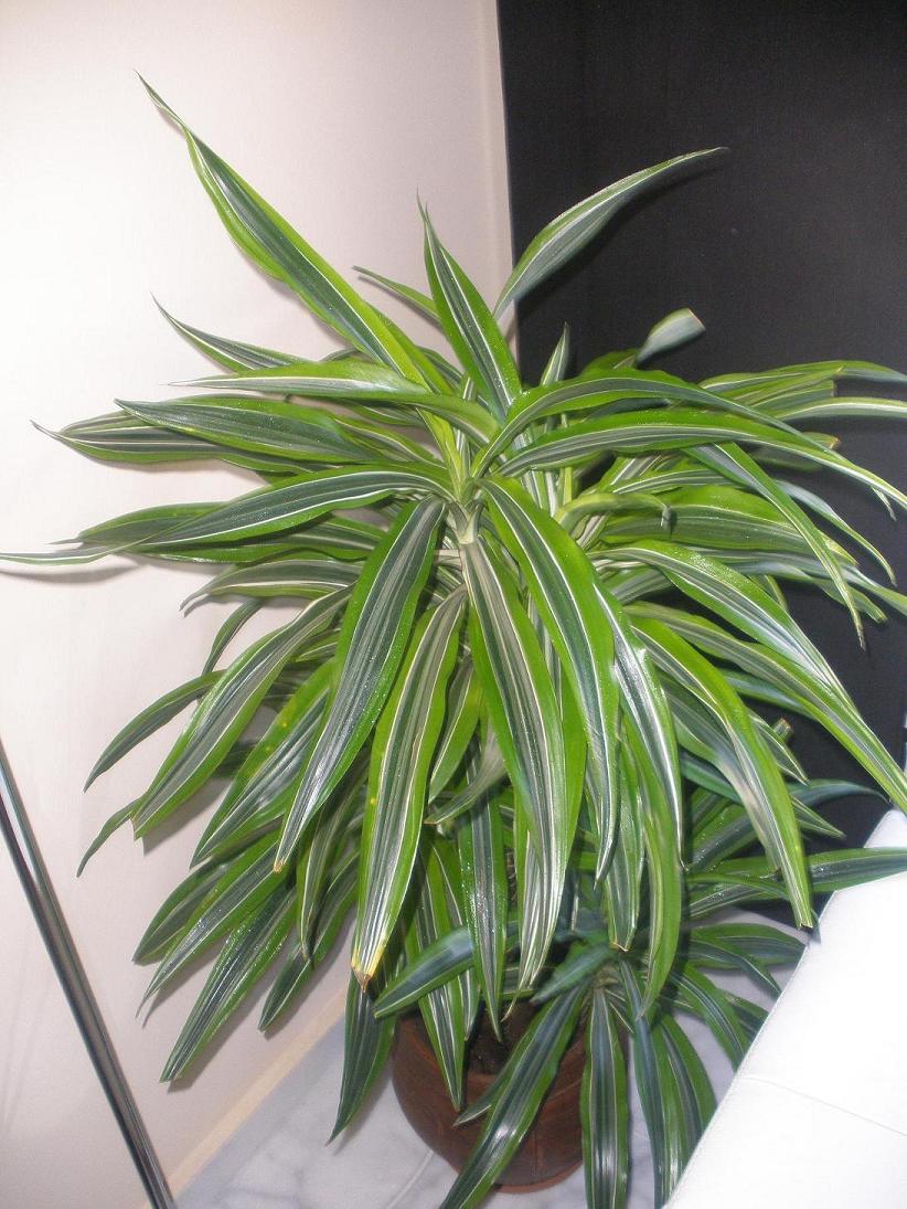 Manchitas marrones circulares en dracena