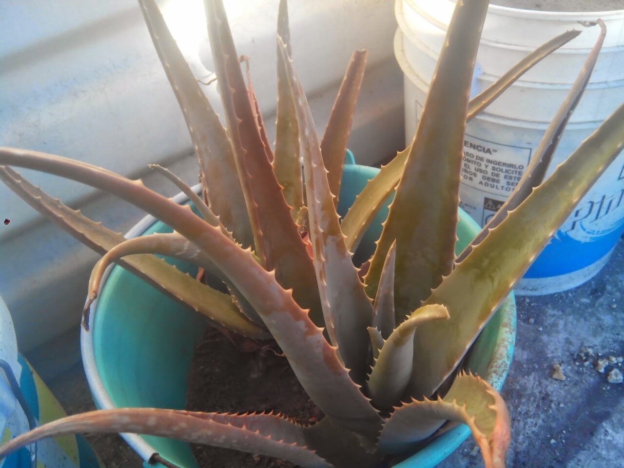 Aloe vera para infecciones genitales