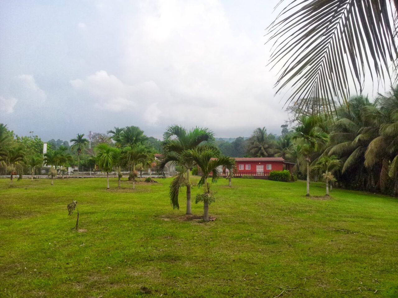 Gavilan del cocotero