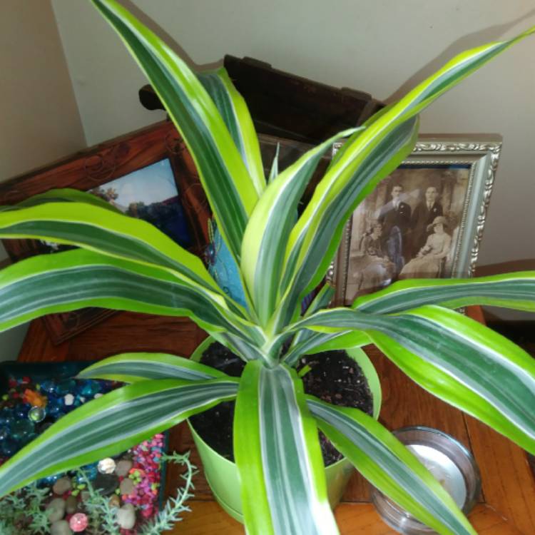 Dracena puntas negras
