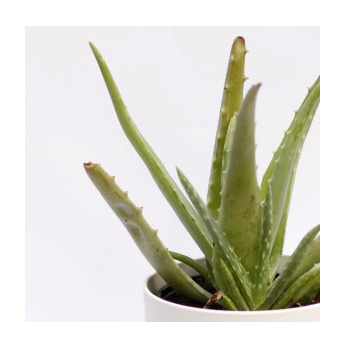 Regar aloe vera verano