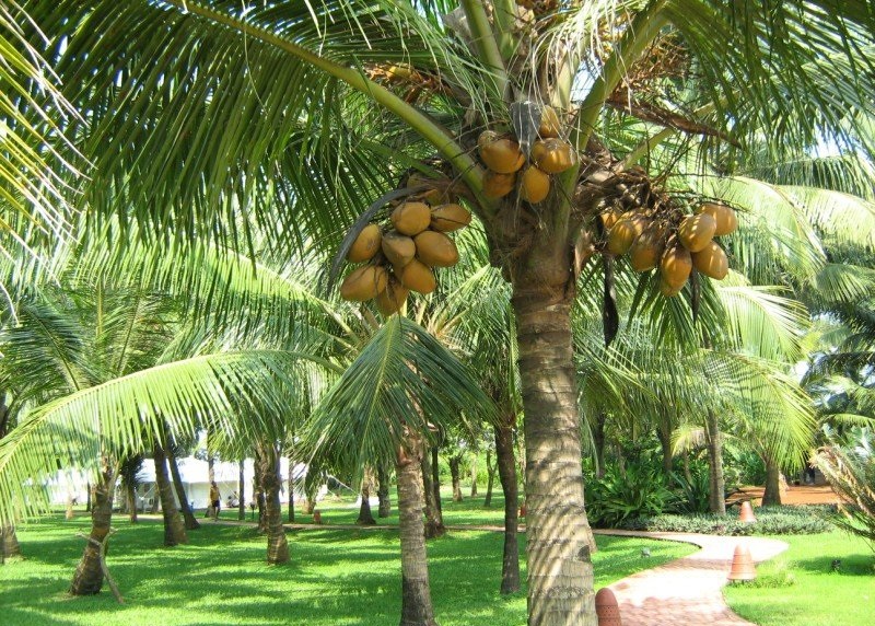 Amarillamiento letal del cocotero importancia economica