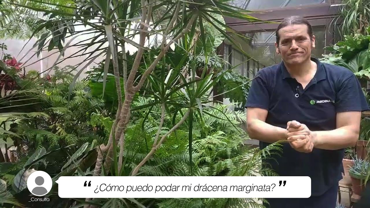 Dracena marginata que tarda la reproducción al podar