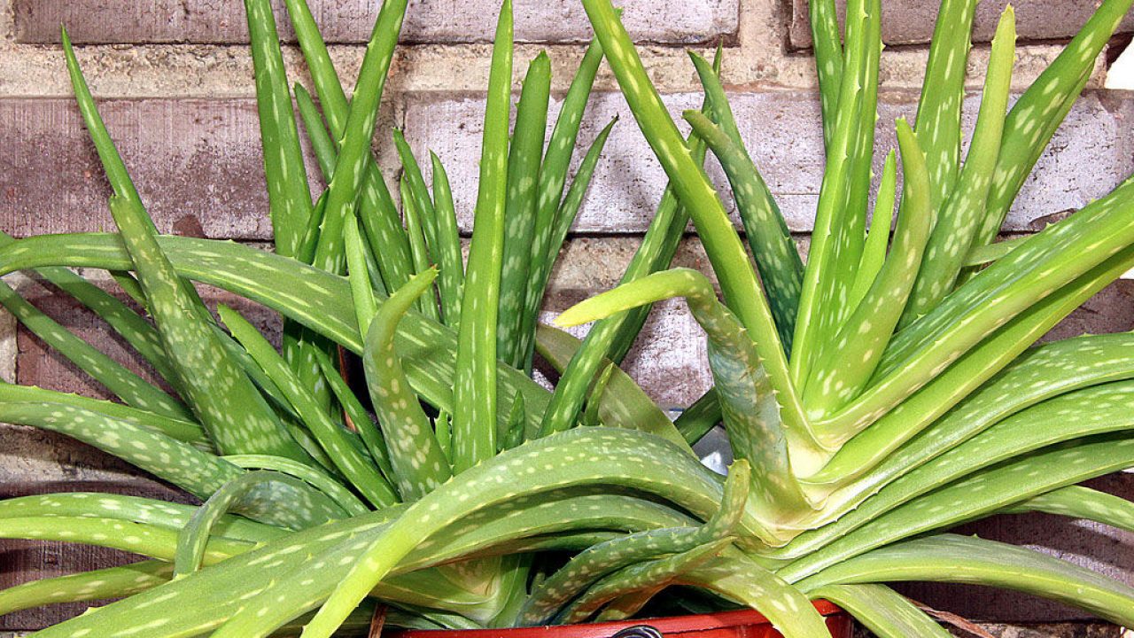 Donde puedo encontrar aloe vera