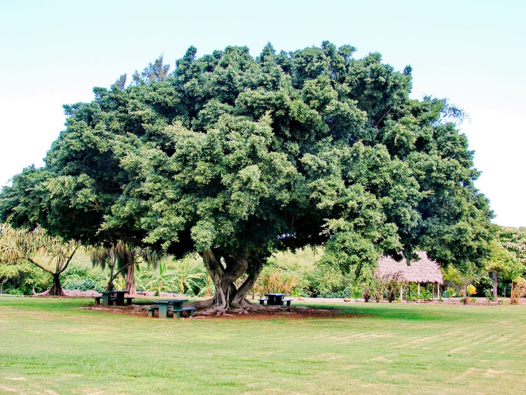 Arbol ficus benjamina nombre cientifico