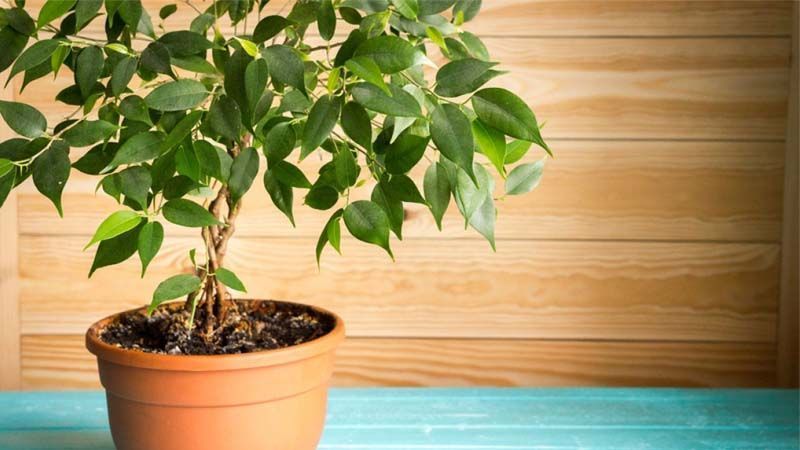 Crear raices ficus benjamina