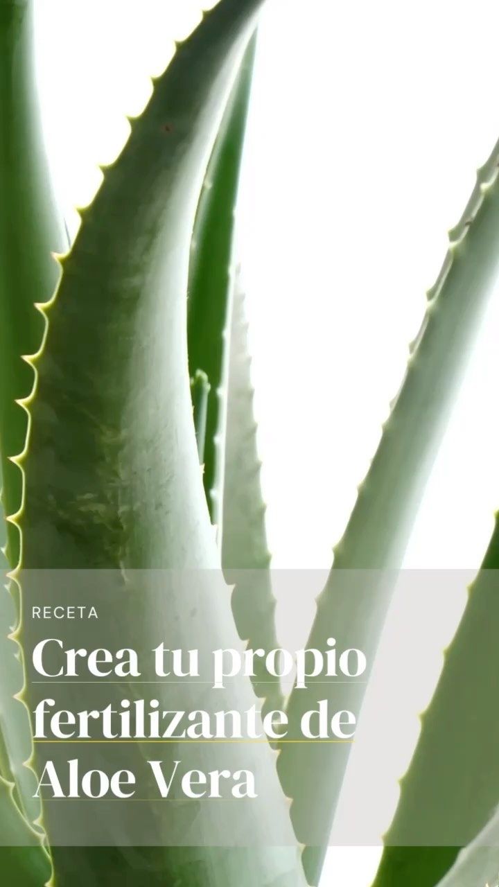 Cultivo de aloe vera en argentina