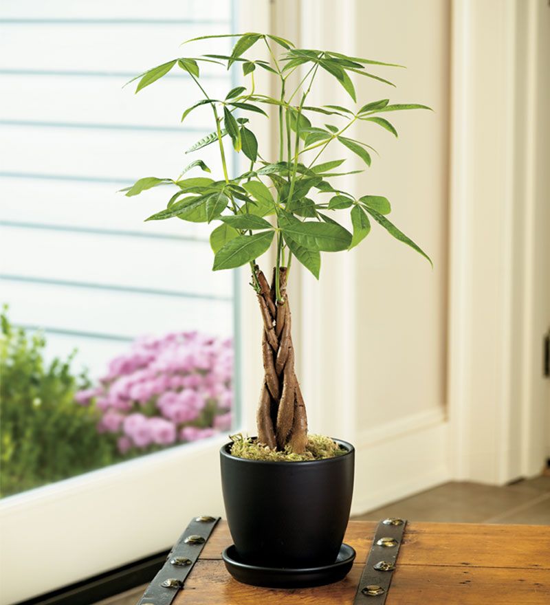 Abono para planta del dinero