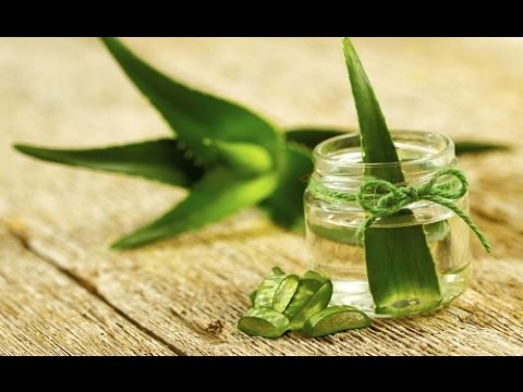 Como cultivar aloe vera en casa