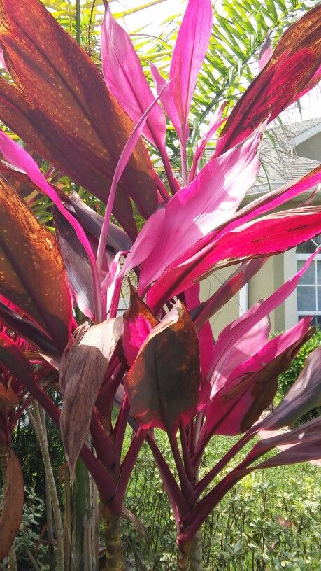 Dracena roja sustrato