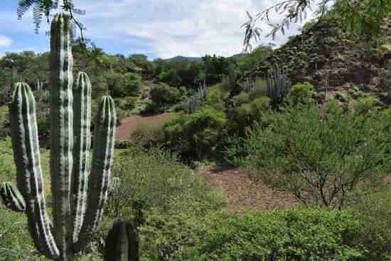 El cocotero pertenece a bosque selva o matorral